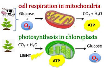 Respiration and photosynthesis