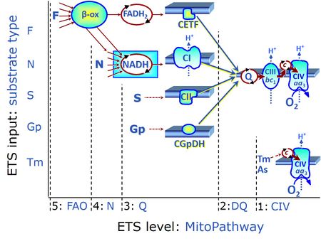 Multiple ET pathways with FNSGpCIV