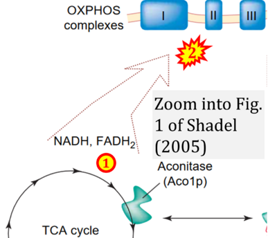 Shadel 2005 Trends Biochem Sci CORRECTION.png